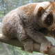 Image for article titled This Cute Little Creature Can Kill You With A Cat Allergen